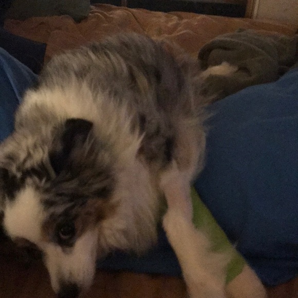 Prayers for my sweet baby girl Sugar! ❤️🐶❤️ - Picture 5 of 7